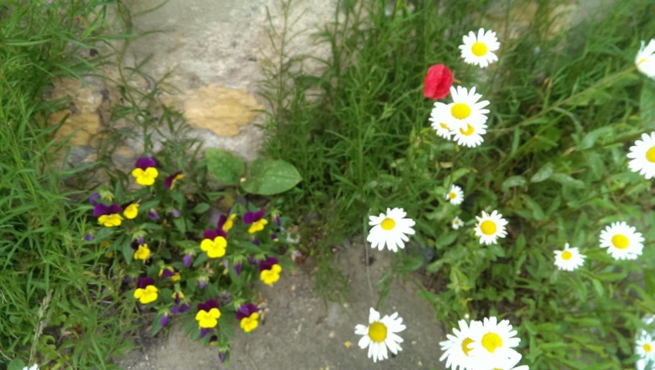 Ein Platz Fuer Ruhe Und Naturgenuss Sebnitz Exterior foto