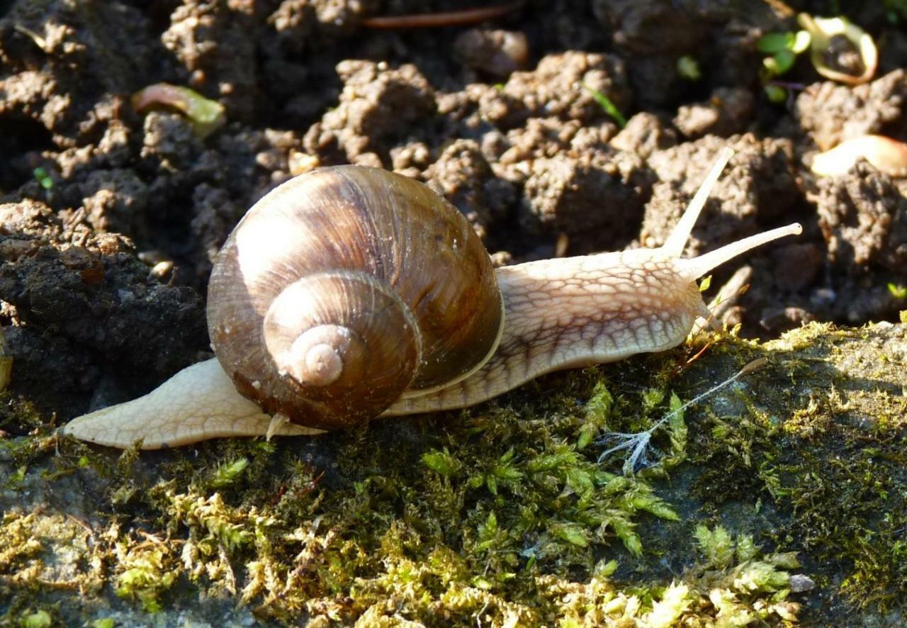 Ein Platz Fuer Ruhe Und Naturgenuss Sebnitz Exterior foto